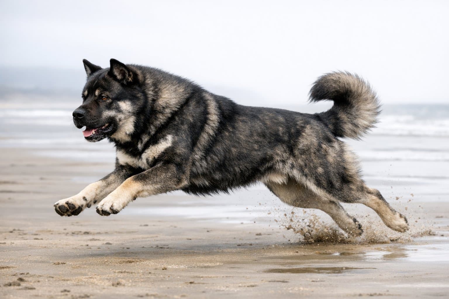 Corsamute