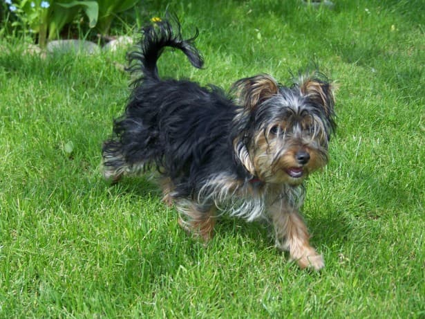 Yorkshire Terrier