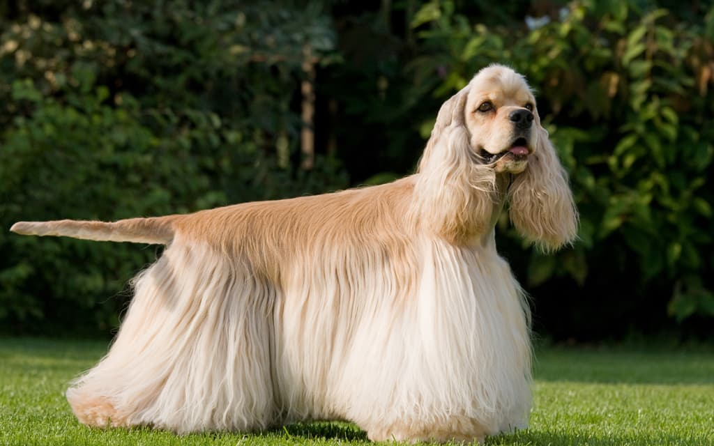 English Cocker Spaniel