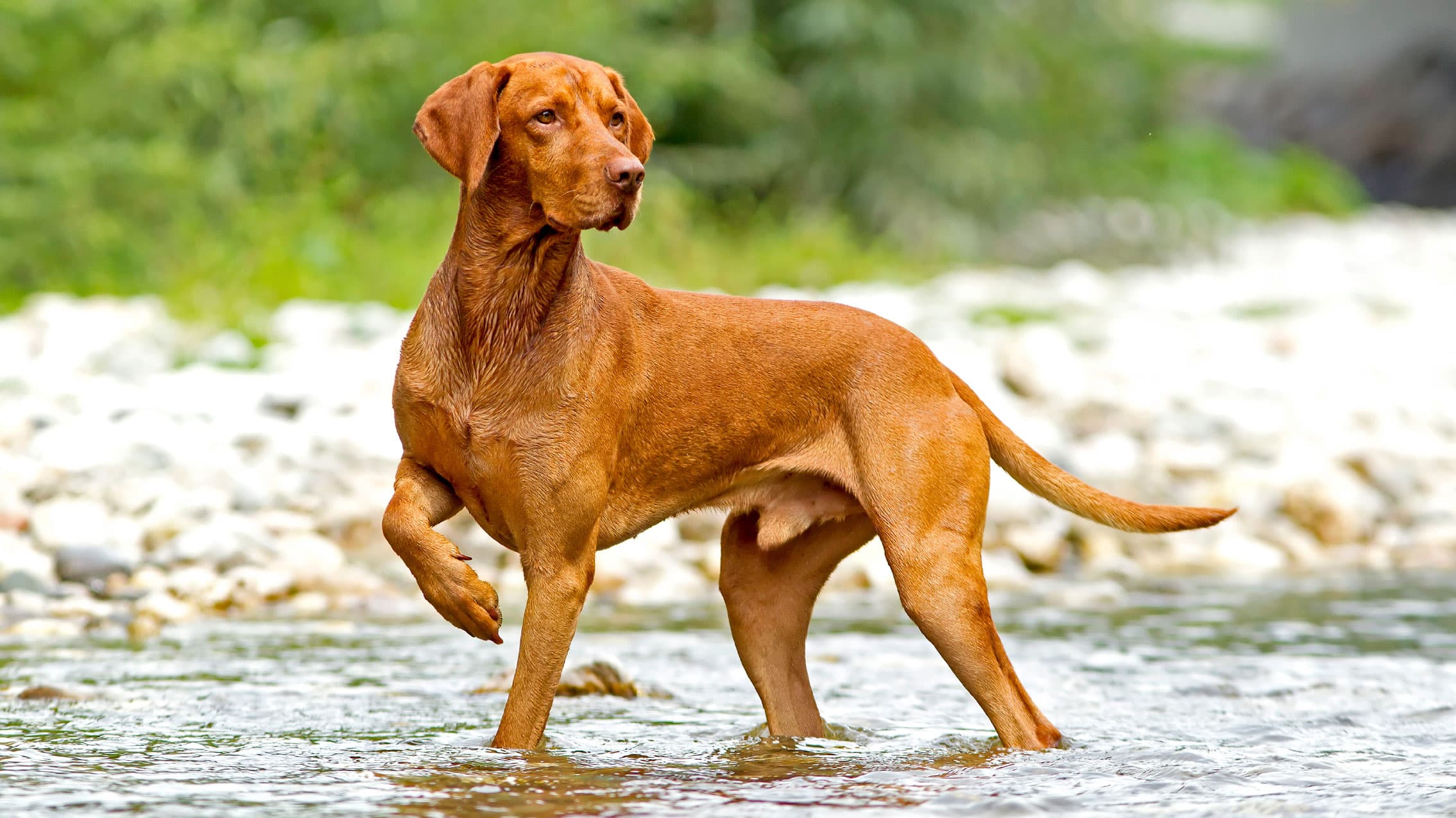 Vizsla