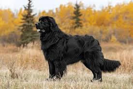Newfoundland