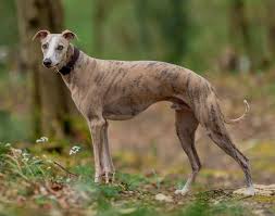 Whippet