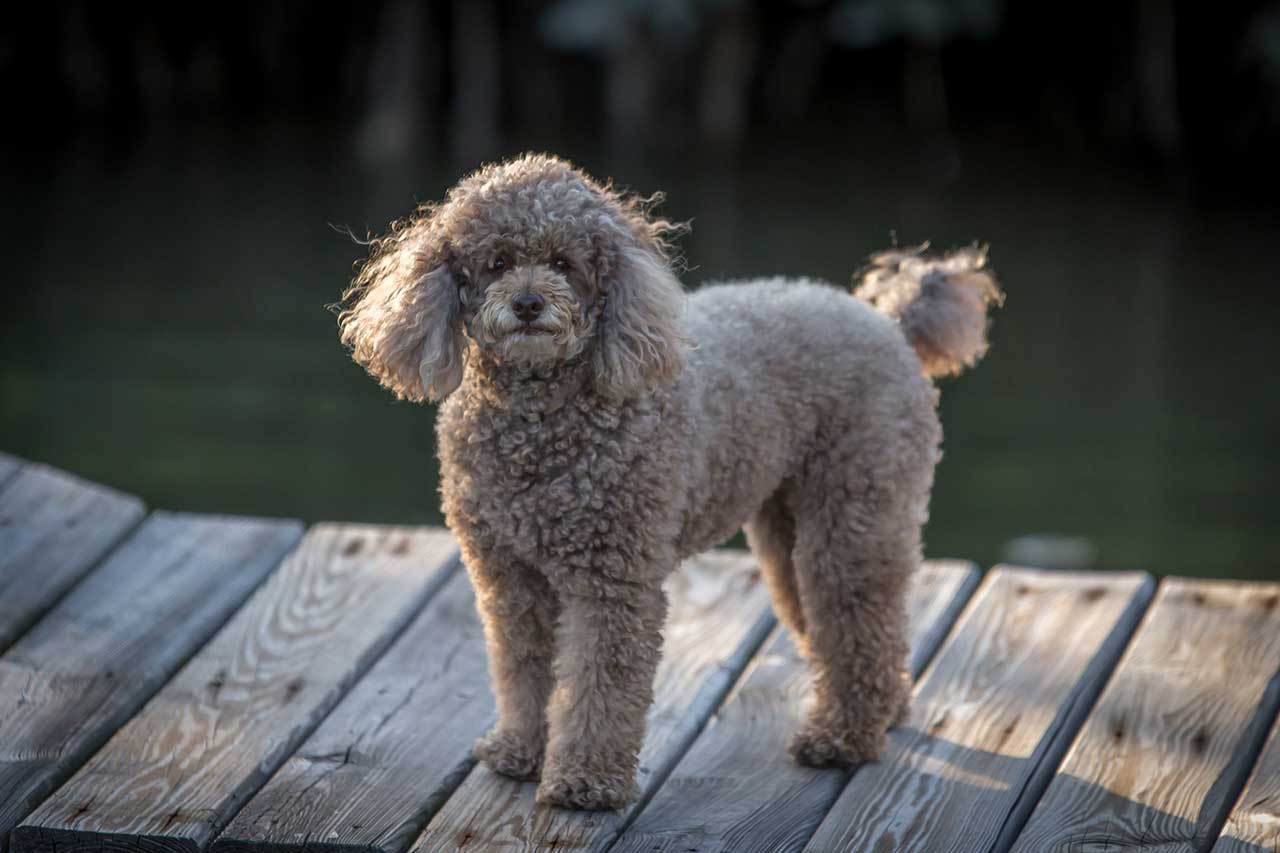 Poodle