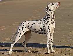 Dalmatian