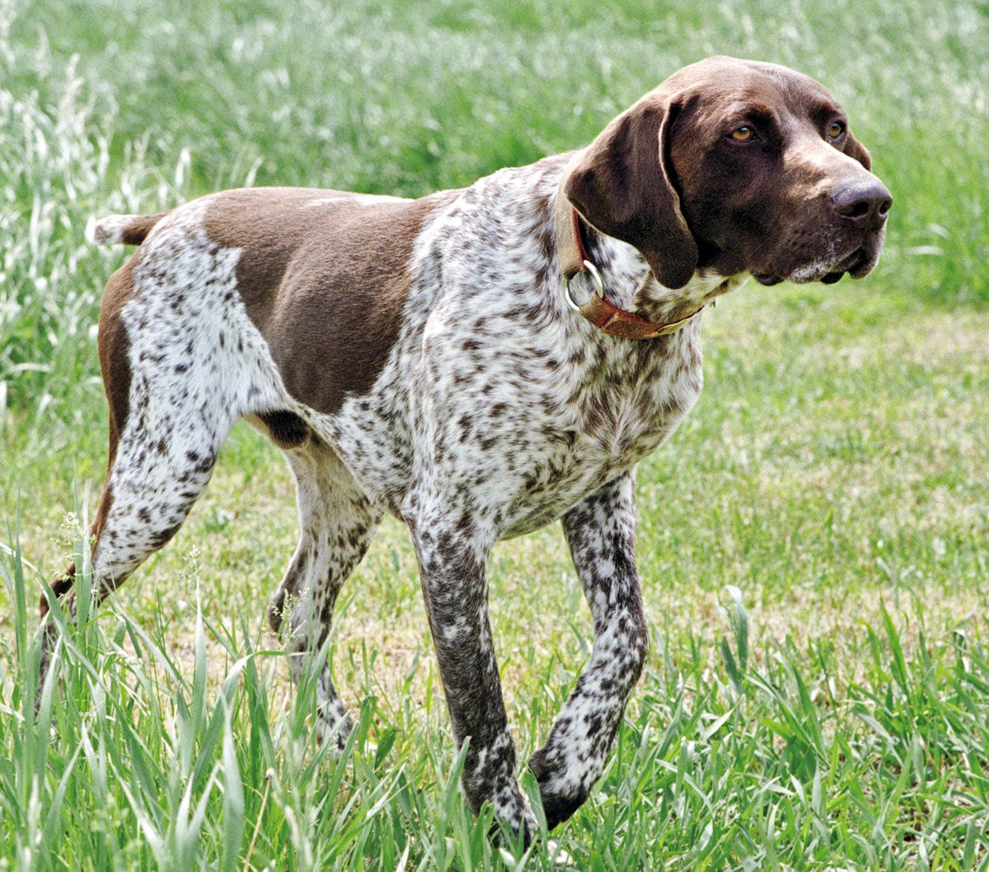 Wirehaired Pointing Griffon
