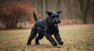 Giant Schnauzer