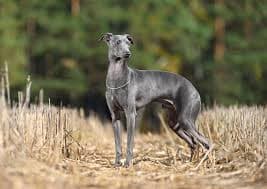Italian Greyhound