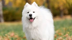 Samoyed