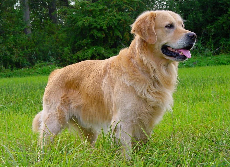 Chesapeake Bay Retriever