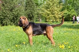 Bloodhound