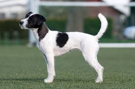 Russell Terrier