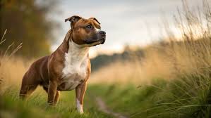 Staffordshire Bull Terrier