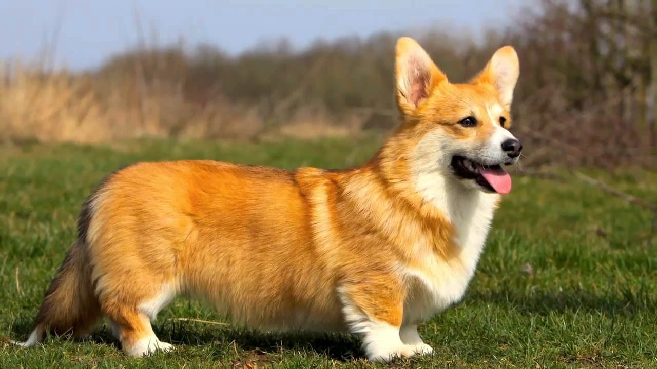 Cardigan Welsh Corgi