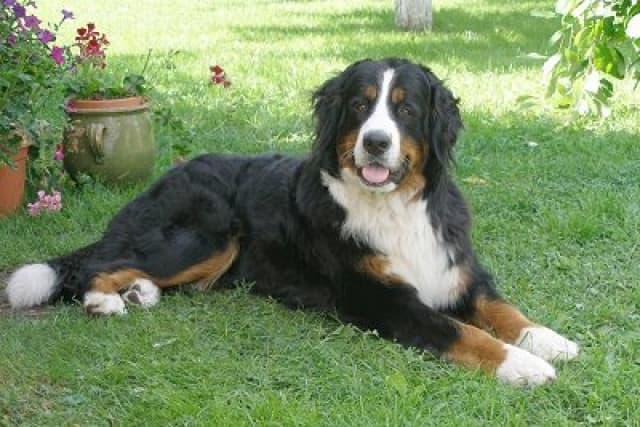 Great Swiss Mountain Dog