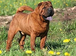 Chinese Shar-Pei