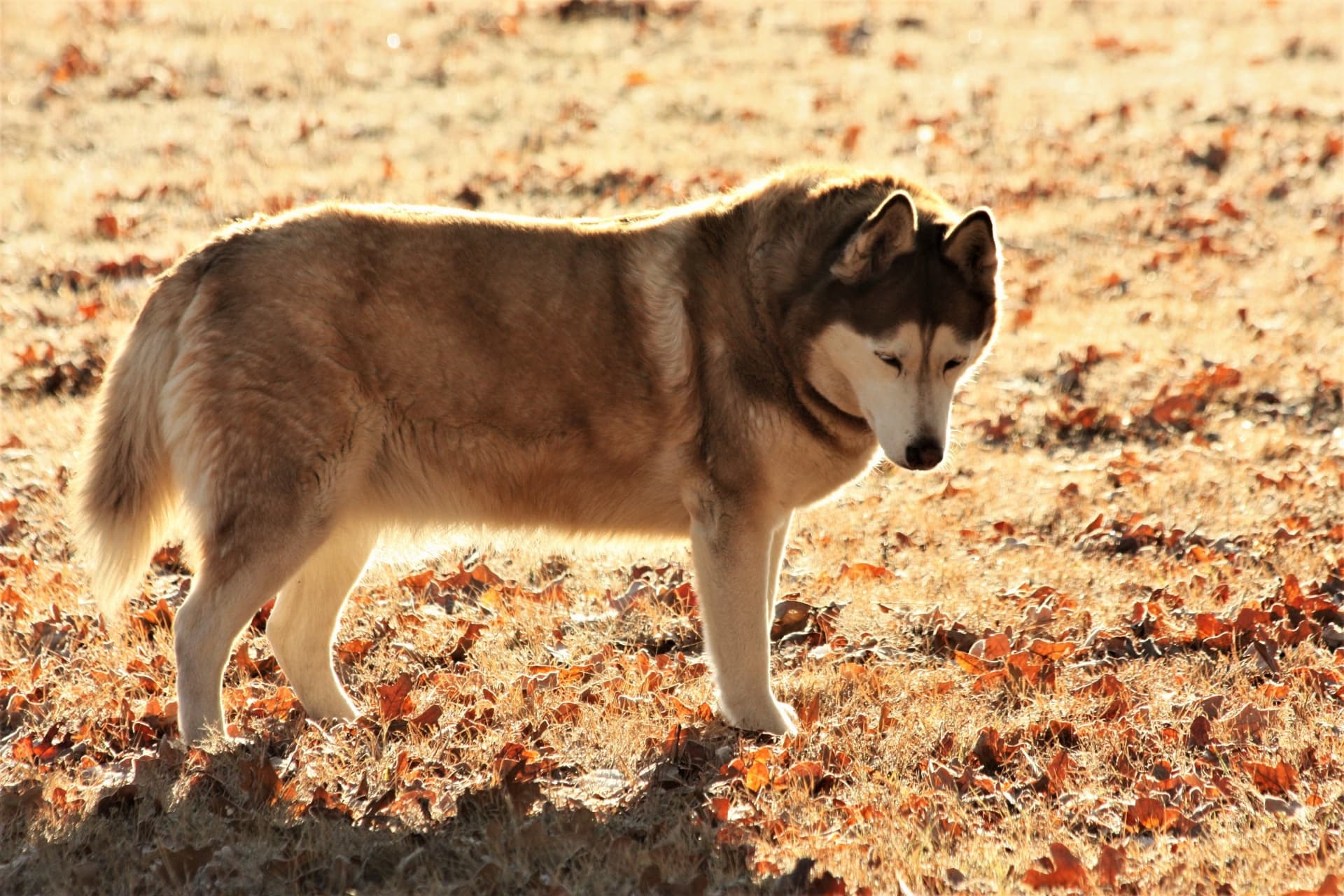 Alaskan Malamute