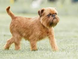Brussels Griffon