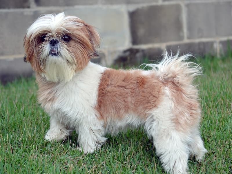 Lhasa Apso