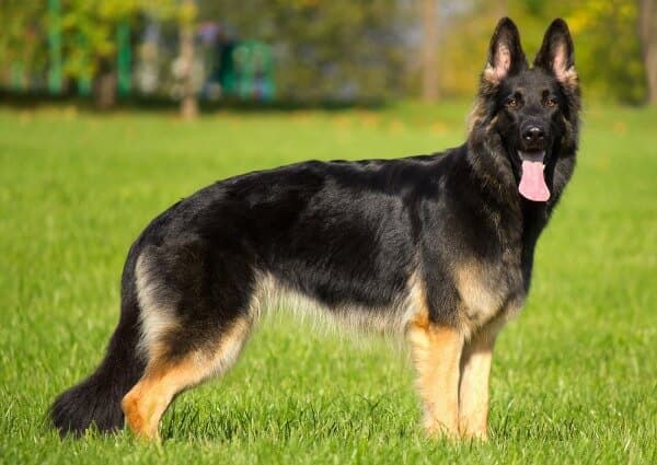 Anatolian Shepherd Dog