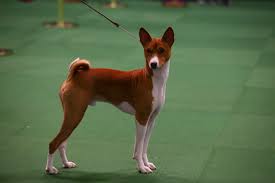 Basenji