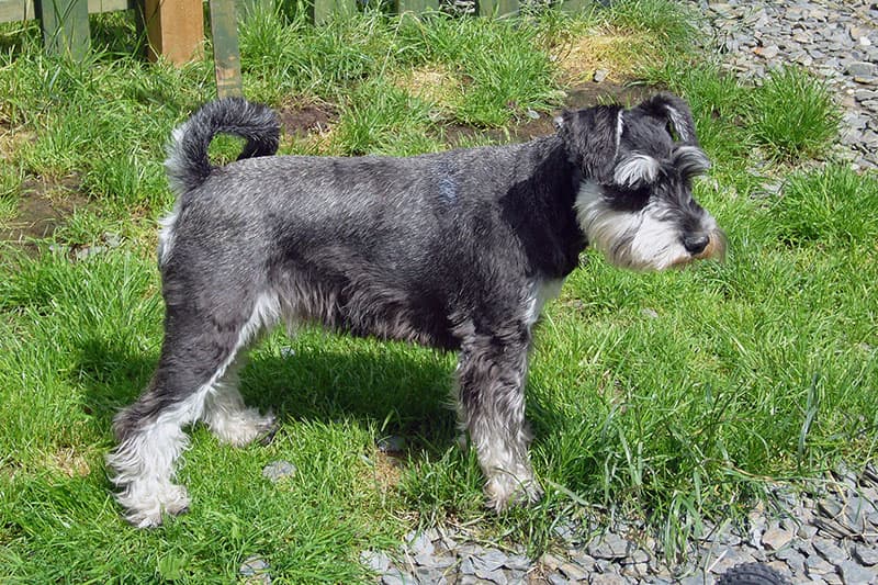 Standard Schnauzer