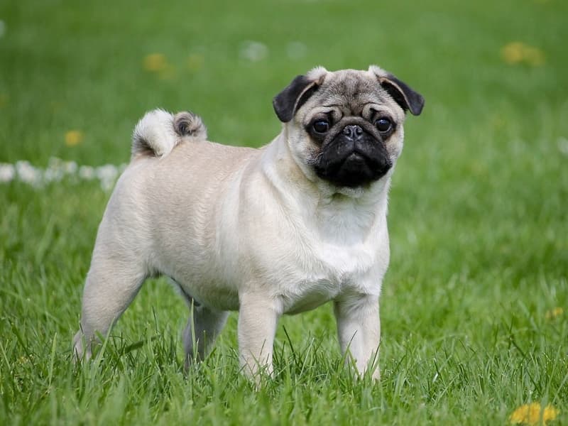 Chow Chow