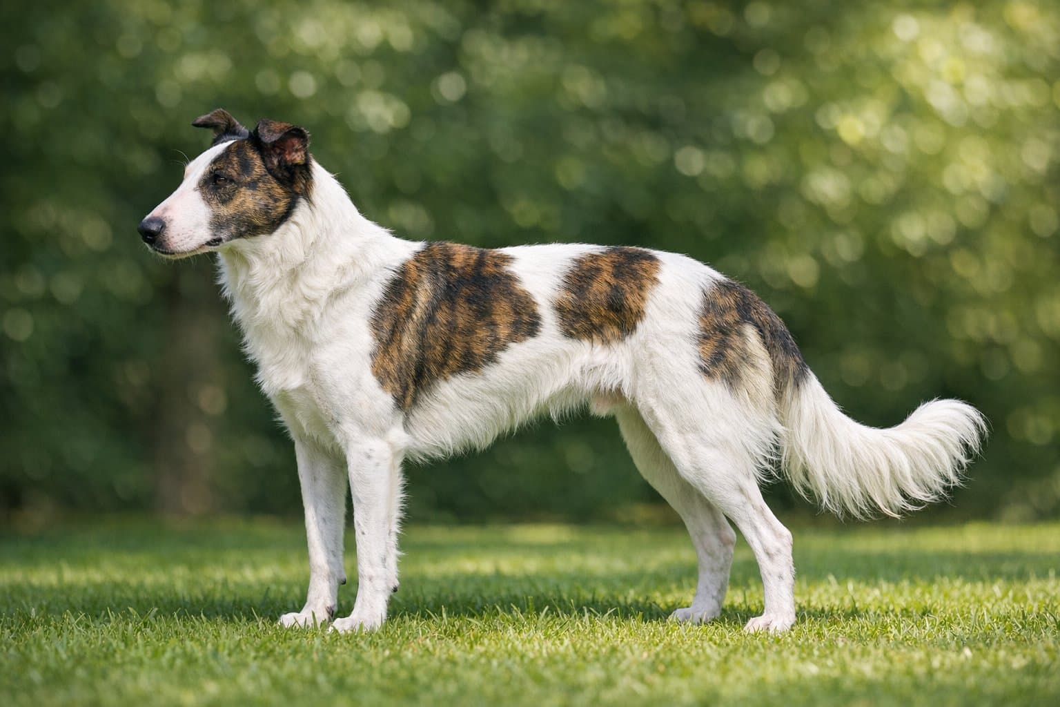 Borzterrier